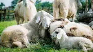 Cruelty-Free-New-Zealand-Wool-Ensuring-Ethical-Practices-and-Animal-Welfare Best Himalaya