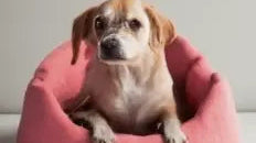 Felt Dog Beds Warm & Cozy For Your Pet Friend - Best Himalaya