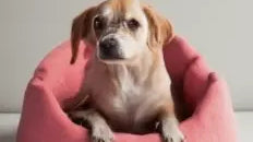 Felt Dog Beds Warm & Cozy For Your Pet Friend - Best Himalaya