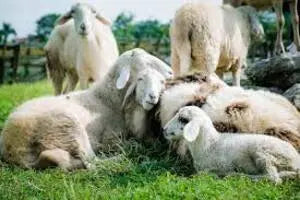 Cruelty-Free-New-Zealand-Wool-Ensuring-Ethical-Practices-and-Animal-Welfare Best Himalaya