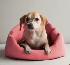 Felt Dog Beds Warm & Cozy For Your Pet Friend - Best Himalaya